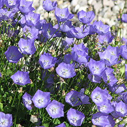 campanula carpatica caeruleum